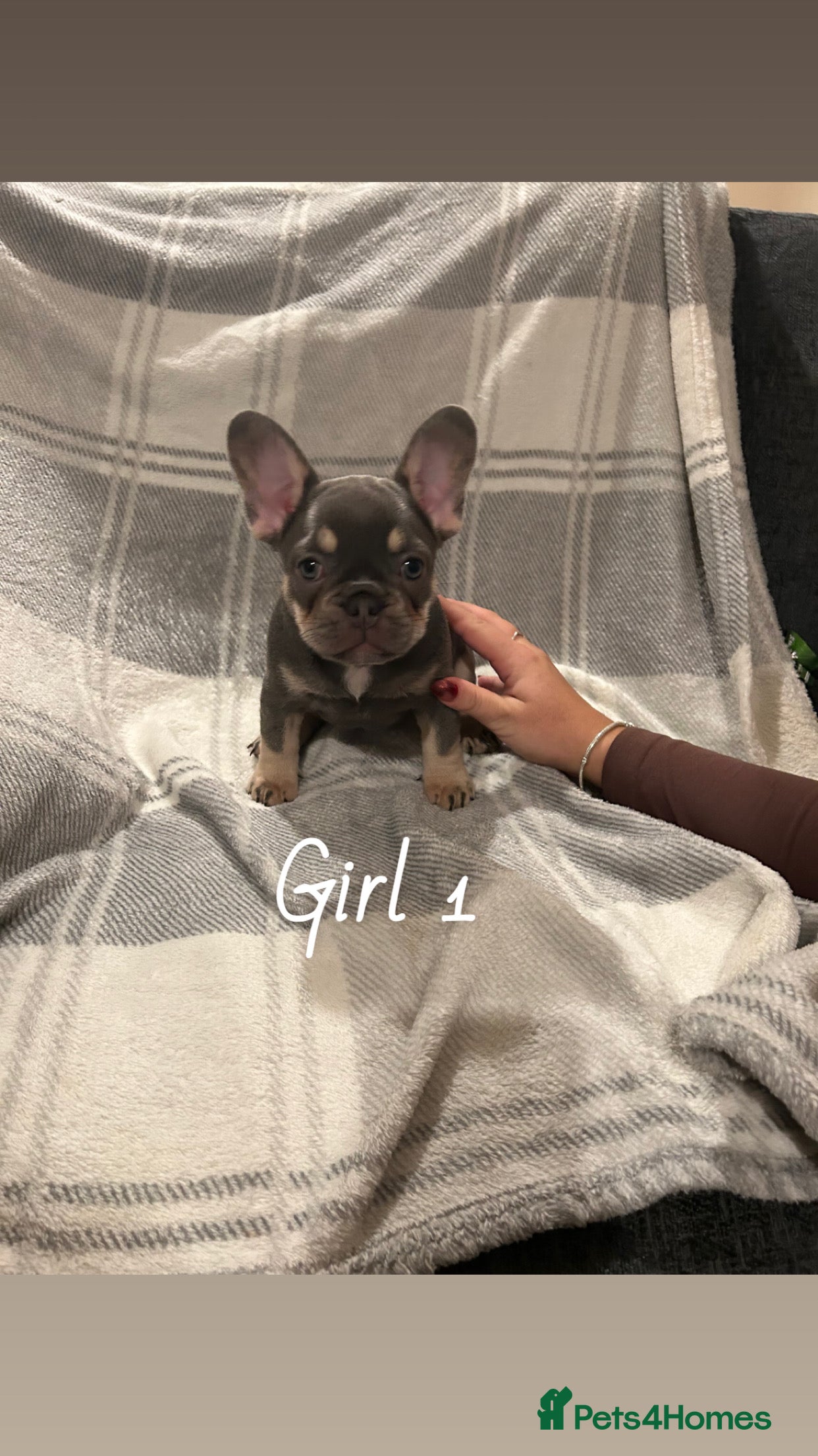 French Bulldog dogs !READY! 2 gorgeous lilac and tan french bulldogs  - Advert 1