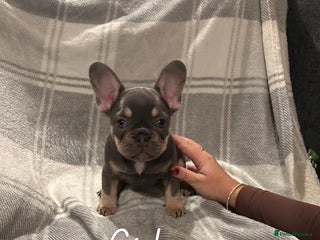 French Bulldog dogs !READY! 2 gorgeous lilac and tan french bulldogs - Advert 1
