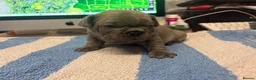 French Bulldog dogs for sale: Quality healthy french bulldog males - Advert 3