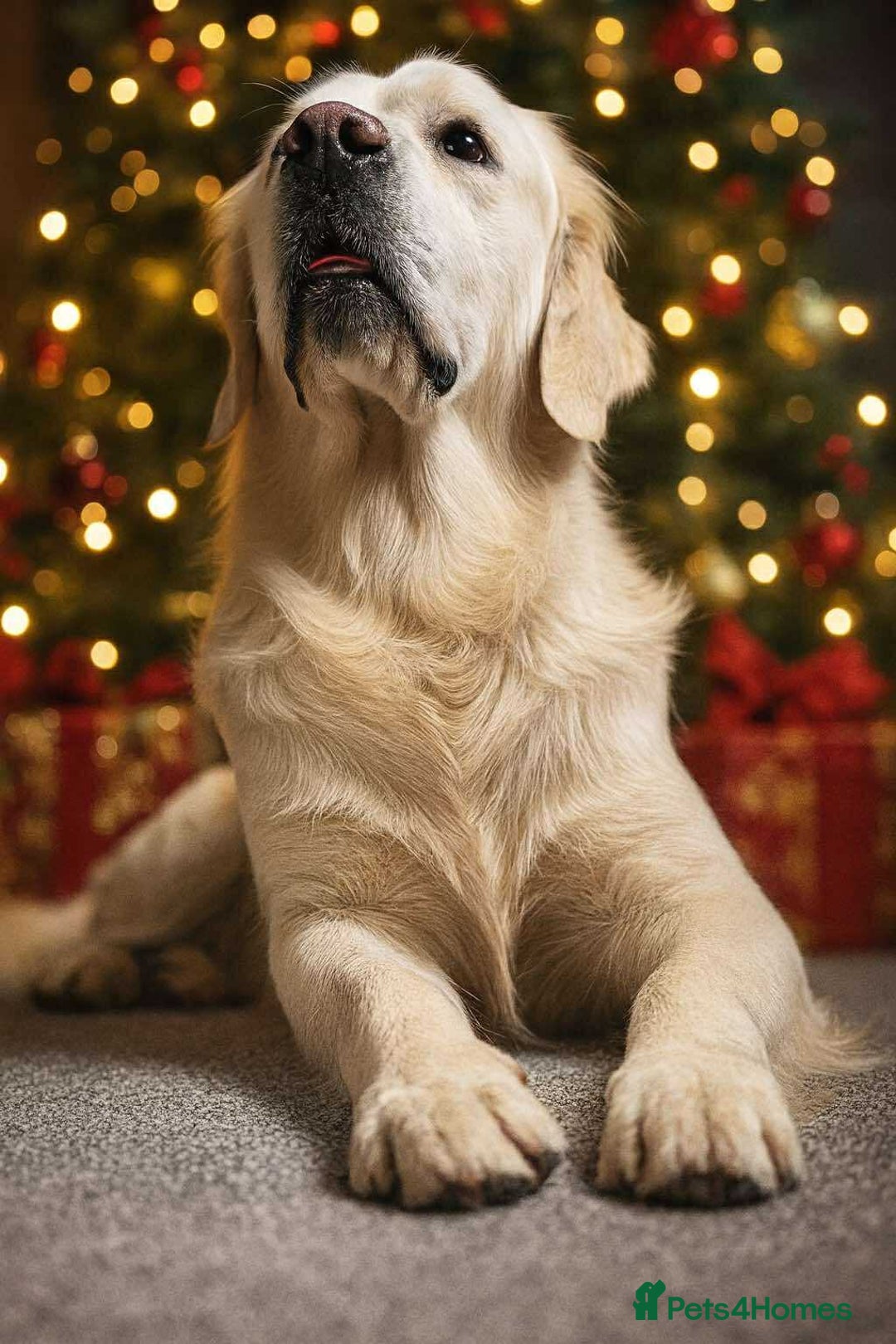 Golden Retriever dogs for stud: KC DNA tested white Boy avialable for Stud - Advert 2