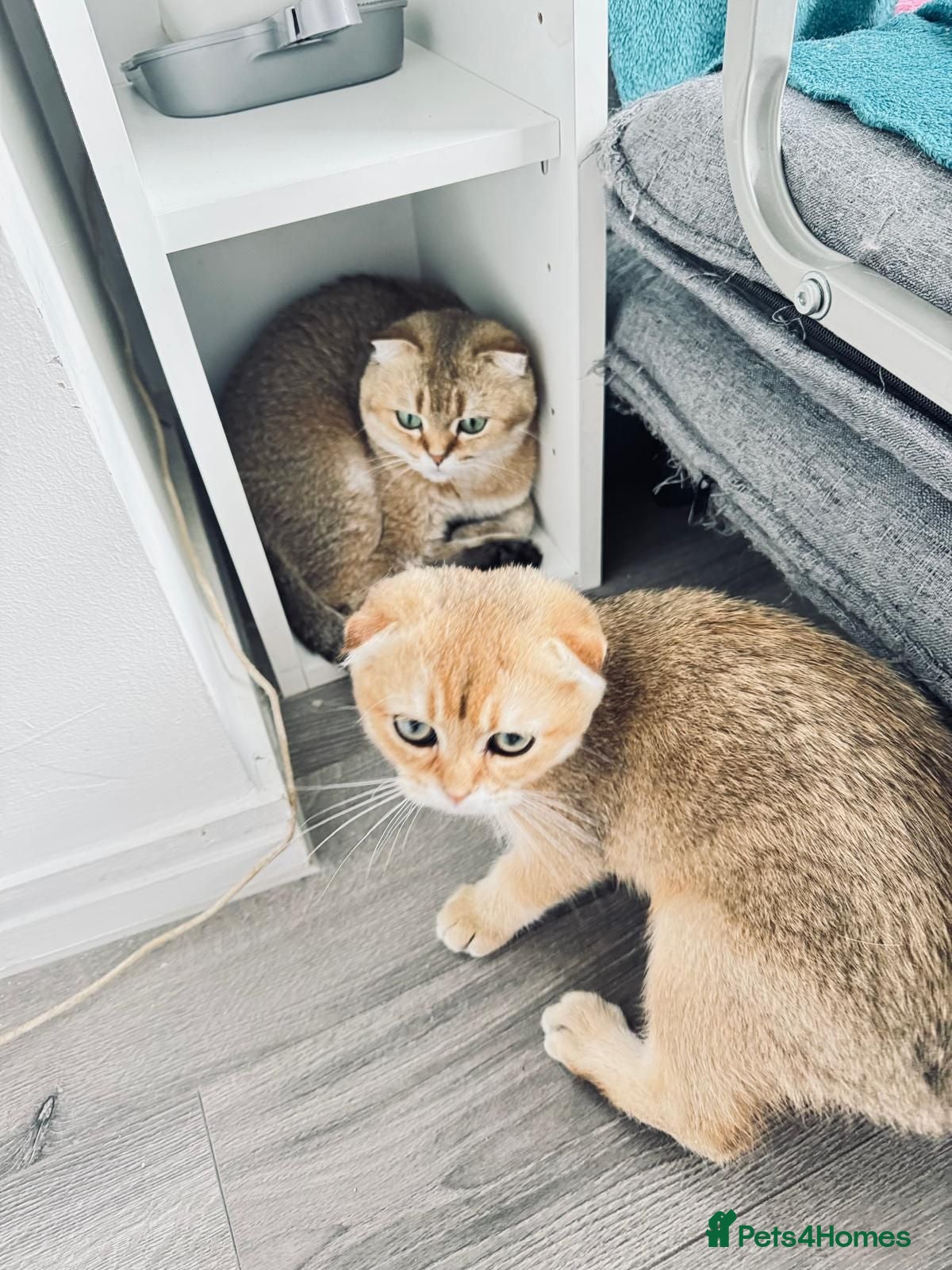 Scottish Fold cats 🐾 TICA Registered Scottish Fold Boy  🩵 - Advert 2