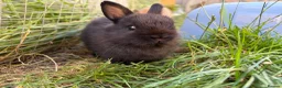 Netherland Dwarf rabbits for sale: Pure netherland dwarf  - Advert 5