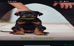 Dobermann dogs for sale: Exceptional Confident European Doberman puppies - Image 14