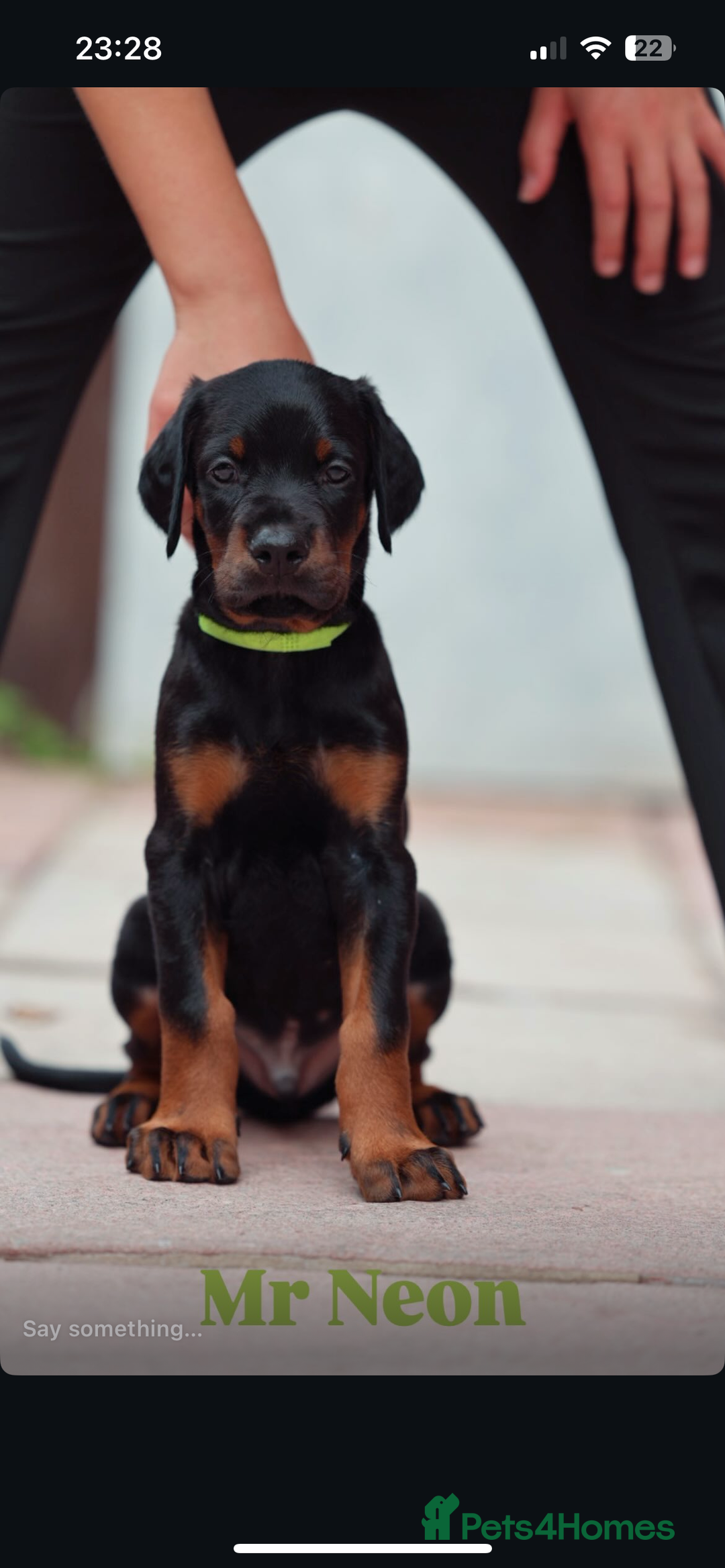 Dobermann dogs for sale: Exceptional Confident European Doberman puppies - Image 14