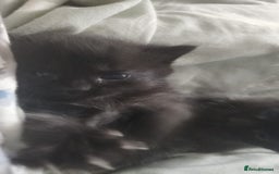 Mixed Breed cats for sale: 3 Beautiful Norwegian Forest X Kittens for sale. - Advert 10