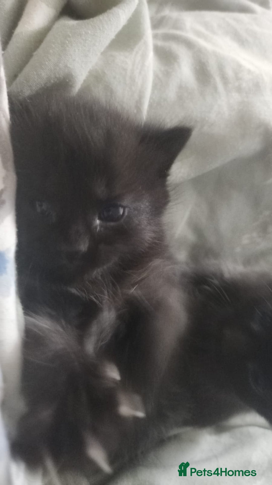 Mixed Breed cats for sale: 3 Beautiful Norwegian Forest X Kittens for sale. - Advert 10