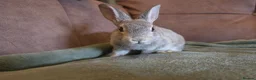 Rex rabbits for sale: Last stunning chinchilla mini rex rabbit - Advert 3