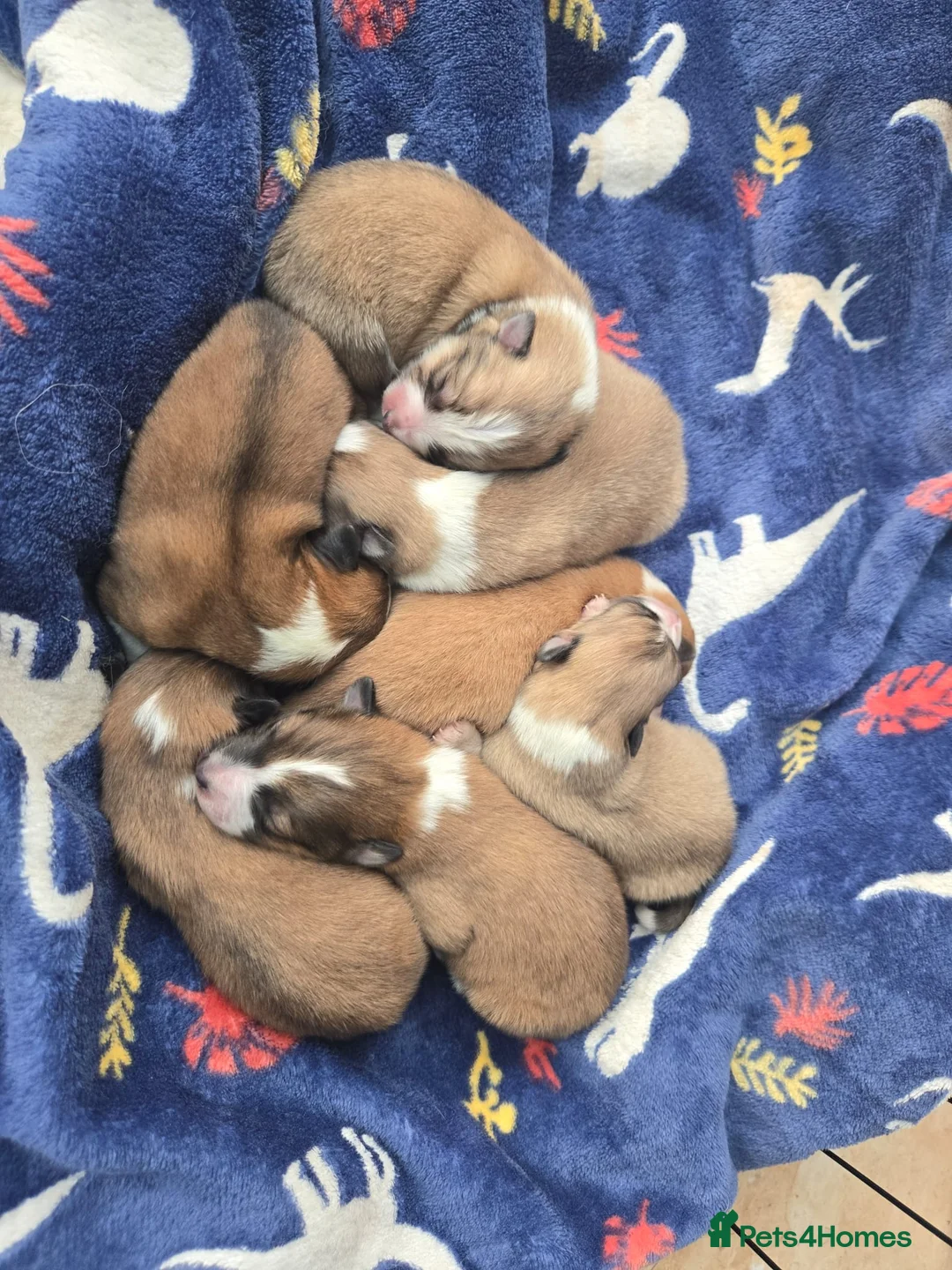 Mixed Breed dogs for sale: Japanese spitz cross puppies for sale - Advert 2