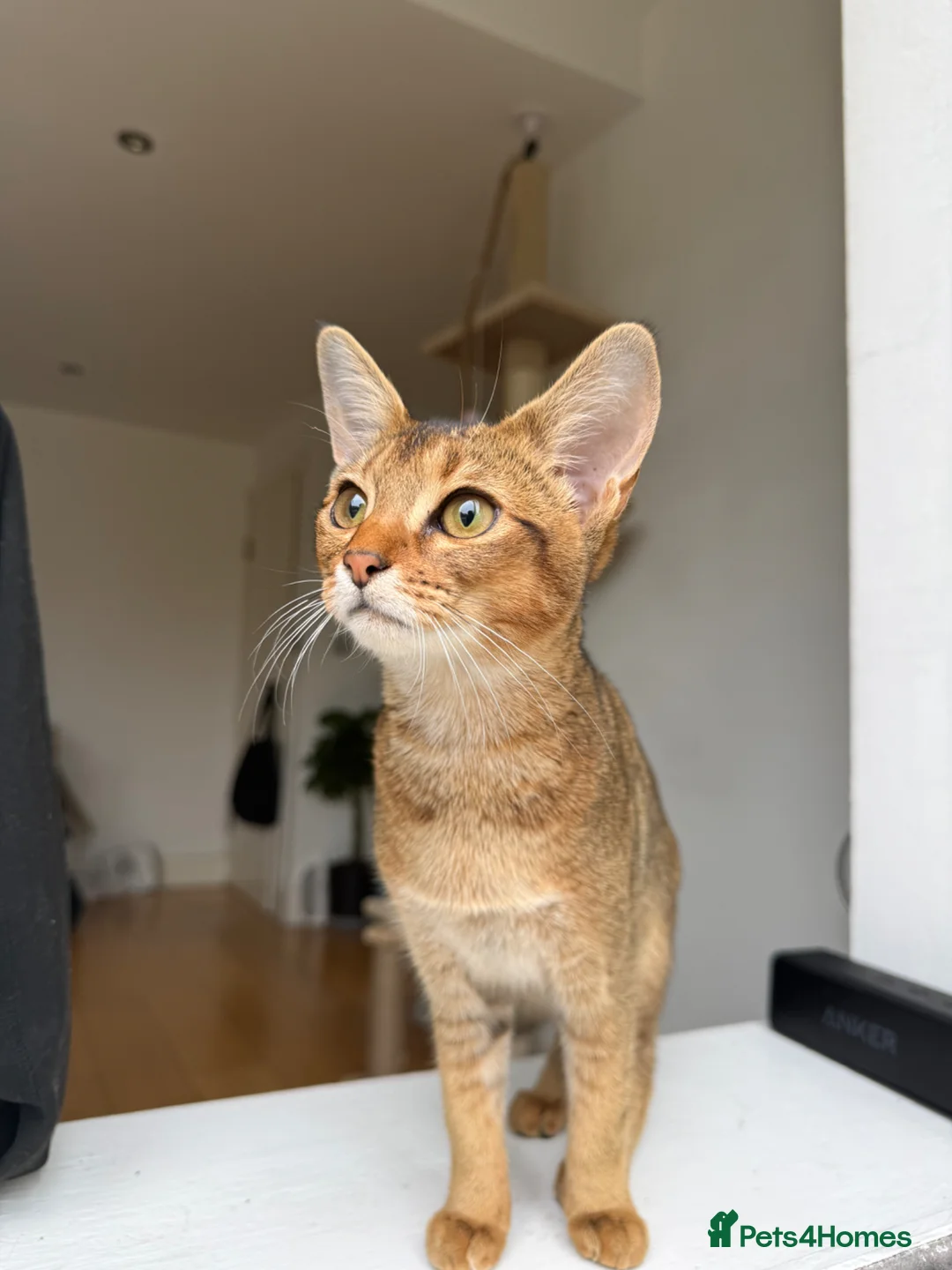 Abyssinian cats for sale: Beautiful & Playful Aby x Savannah Female in London - Advert 11