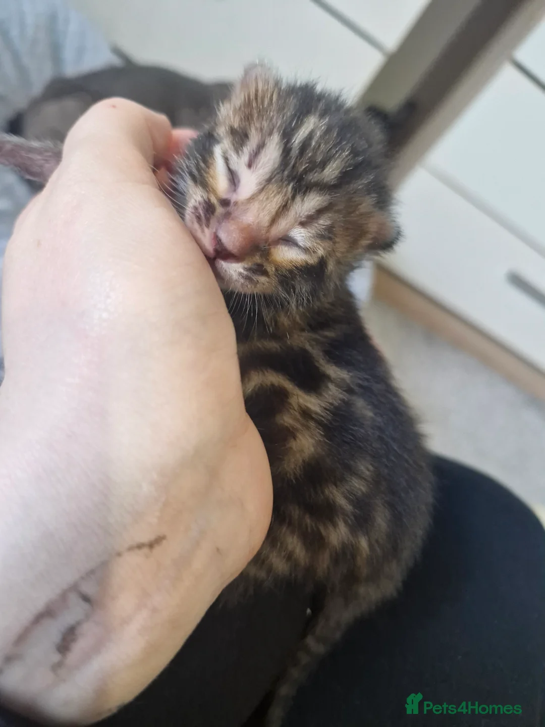 Bengal cats for sale: Genetic Health Tested Snow & Brown Bengal Kittens - Advert 14