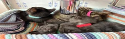 Mixed Breed cats for sale: Beautiful kittens  - Advert 12