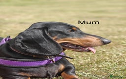 Dachshund dogs for sale: Kc standard Black and Tan dachshunds - Image 6