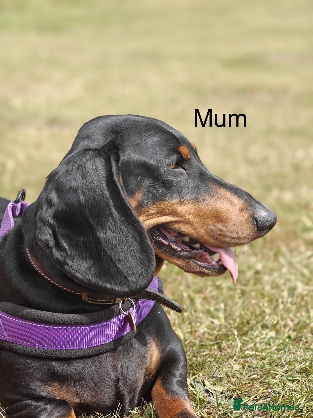 Dachshund dogs for sale: Kc standard Black and Tan dachshunds - Image 6