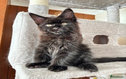 Maine Coon cats for sale: Maine coon - Image 18