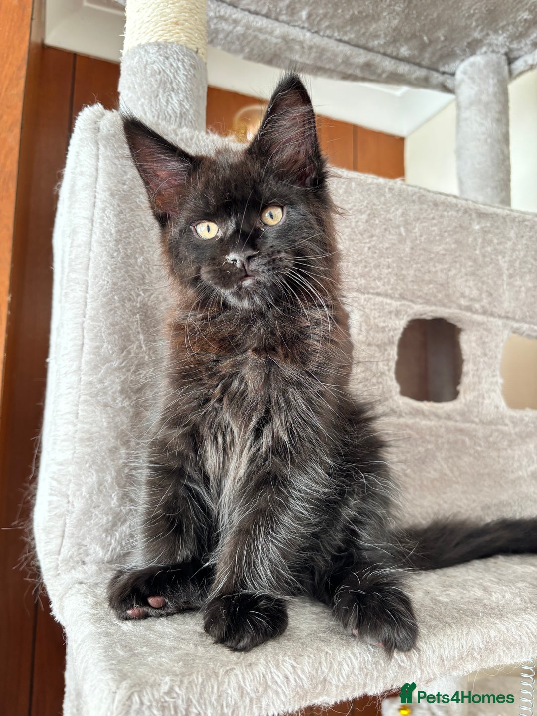 Maine Coon cats for sale: Maine coon - Image 18
