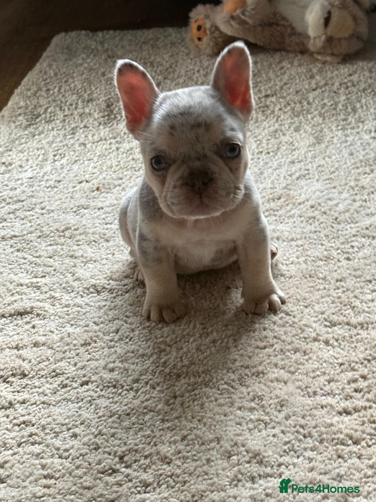 French Bulldog dogs Fluffy Carrier Girl - Advert 6