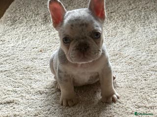 French Bulldog dogs Fluffy Carrier Girl - Advert 6