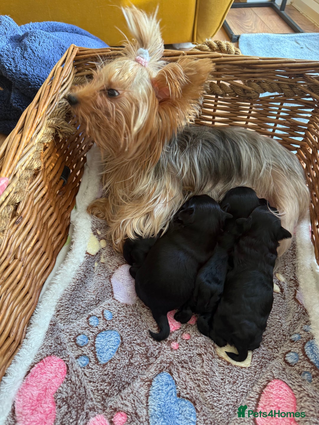 Yorkshire Terrier dogs for sale: 🐶🐶Black Yorkie  ready to rehome 🐶🐶 - Advert 2