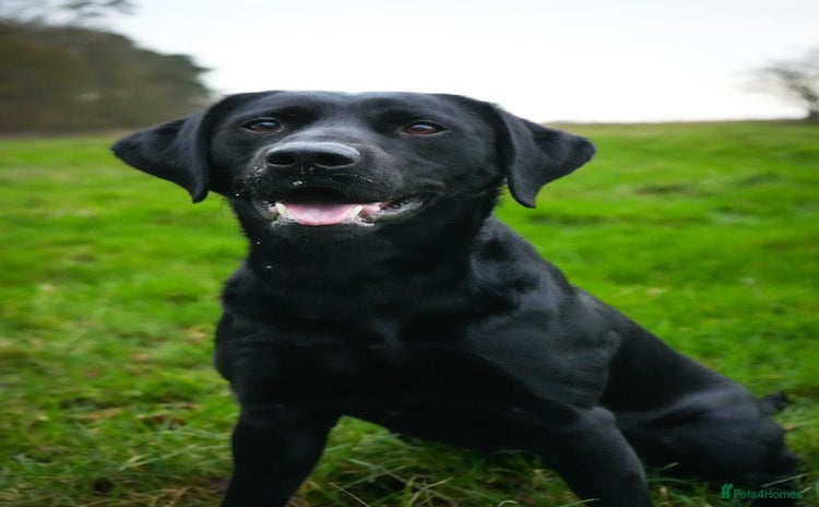 Labrador Retriever dogs - Advert 9