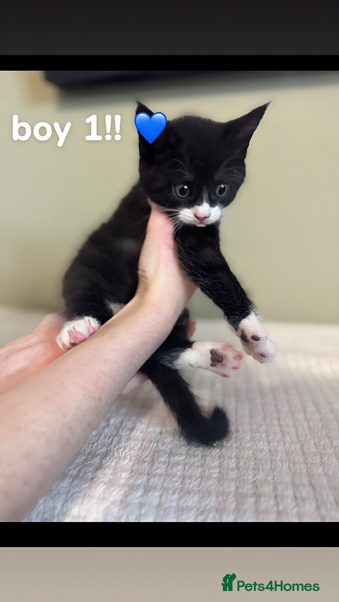 Maine Coon cats for sale: Gorgeous sweet half maine coons  - Advert 1