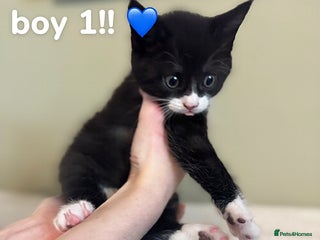 Maine Coon cats Gorgeous sweet half maine coons - Advert 1