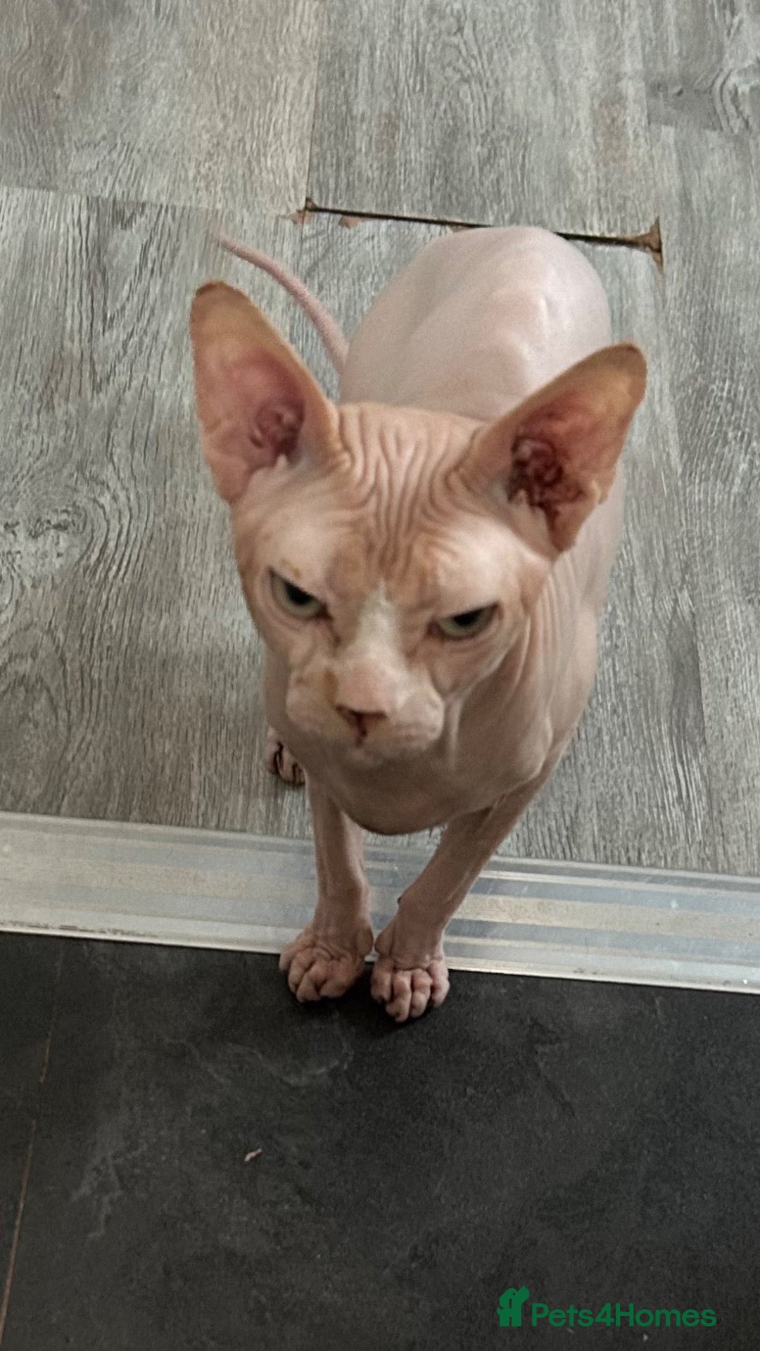 Sphynx cats for sale: Franek good for 5* home - Advert 11