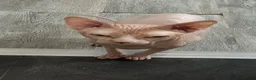 Sphynx cats for sale: Franek good for 5* home - Advert 1