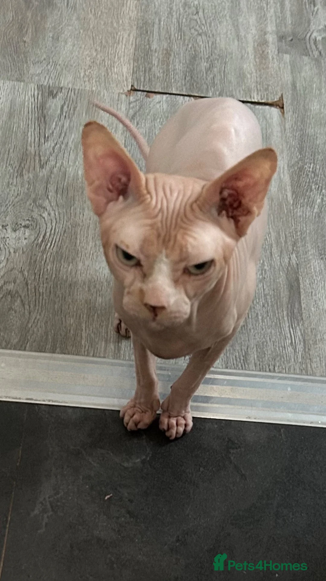 Sphynx cats for sale: Franek good for 5* home - Advert 1