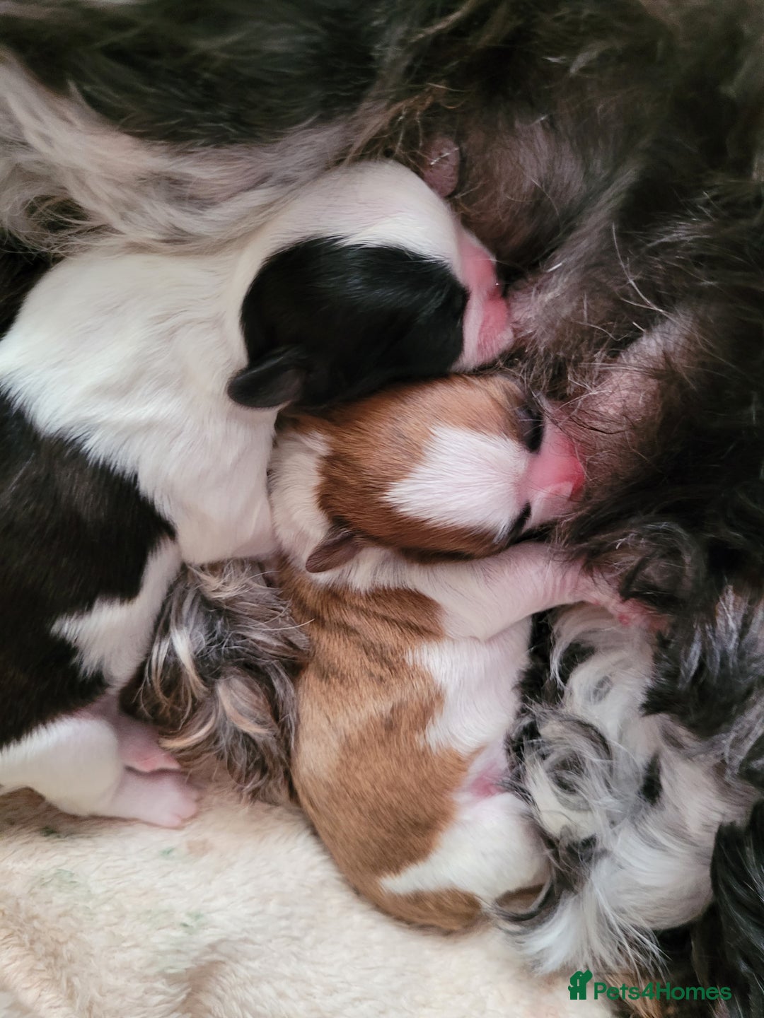 Shihpoo dogs for sale: Shitzu  - Image 18