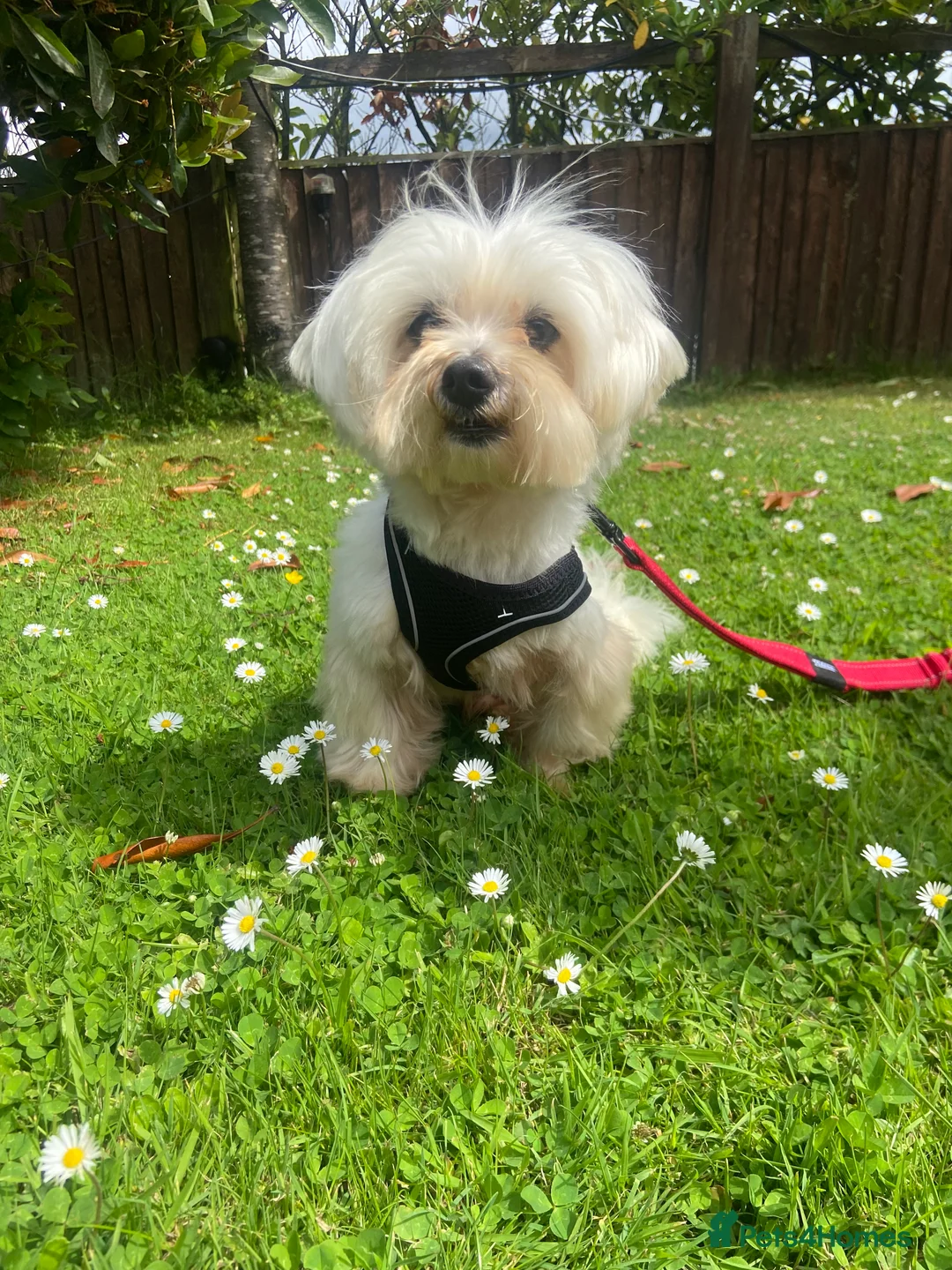 Maltipoo dogs for sale: Beautiful happy health tested Maltipoo fur babies  - Advert 23