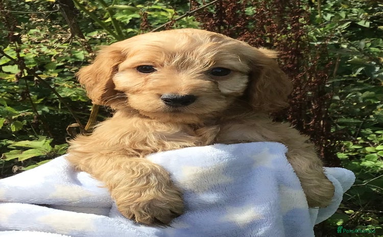 Cockapoo dogs - Advert 1