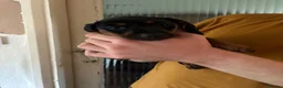 Dachshund dogs for sale: 6 dachshund puppies - 4 boys & 2 girls - Advert 3