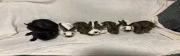 English Spot rabbits for sale: English spot  - Advert 3