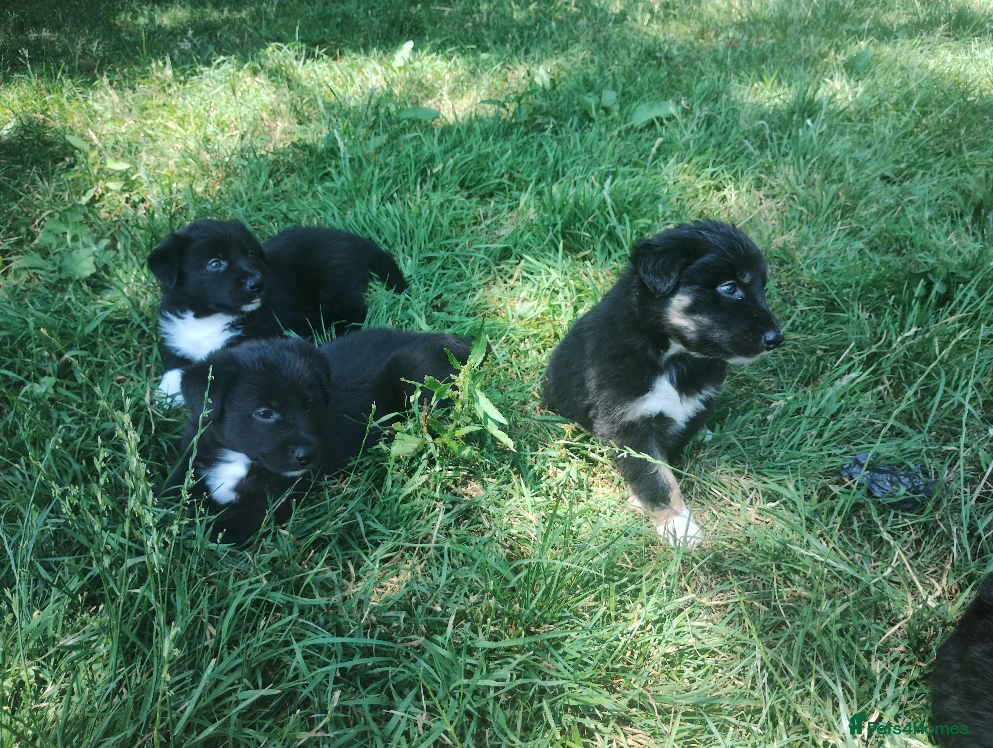Border Collie dogs Traditional Border Collie Puppies - Advert 5