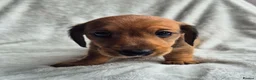 Miniature Dachshund dogs for sale: First generation Silky Wire Haired Mini Dachshund  - Advert 4