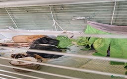 Guinea Pig rodents for sale: Guinea pigs x2 - Image 5