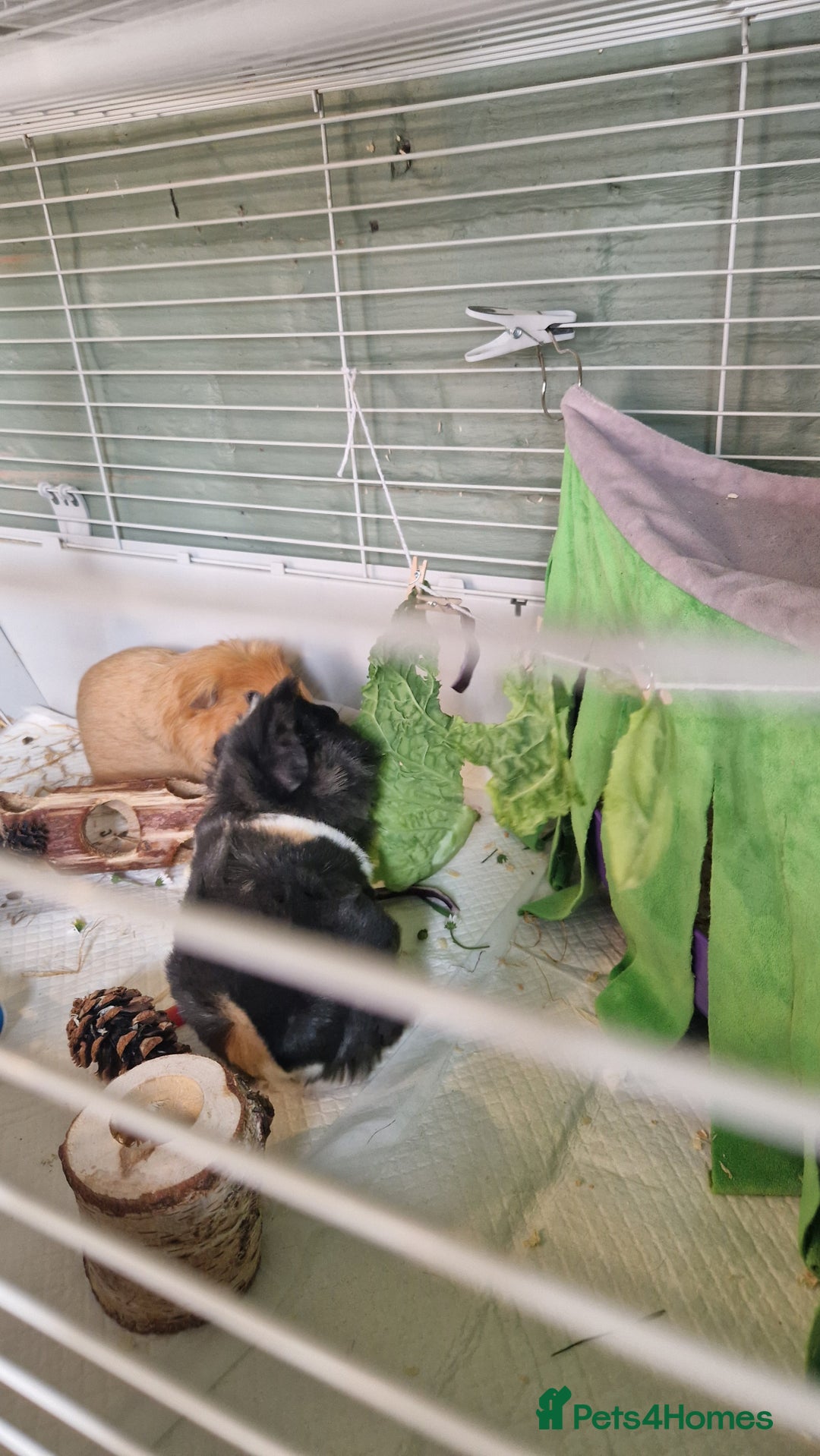 Guinea Pig rodents for sale: Guinea pigs x2 - Image 5