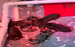 Miniature Dachshund dogs for sale: Beautiful miniature dachshund puppies - Image 1