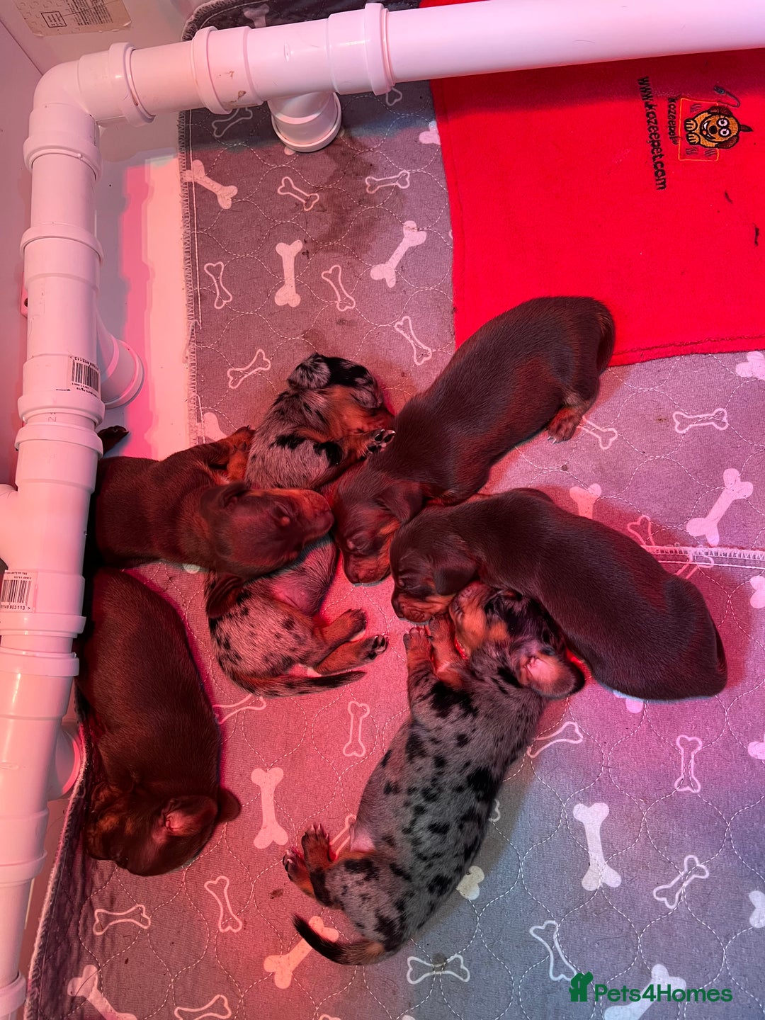 Miniature Dachshund dogs for sale: Beautiful miniature dachshund puppies - Image 1
