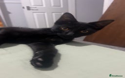 Domestic Shorthair cats for sale: Selene and Hades - £60 Indoor Bonded Pair - Image 7