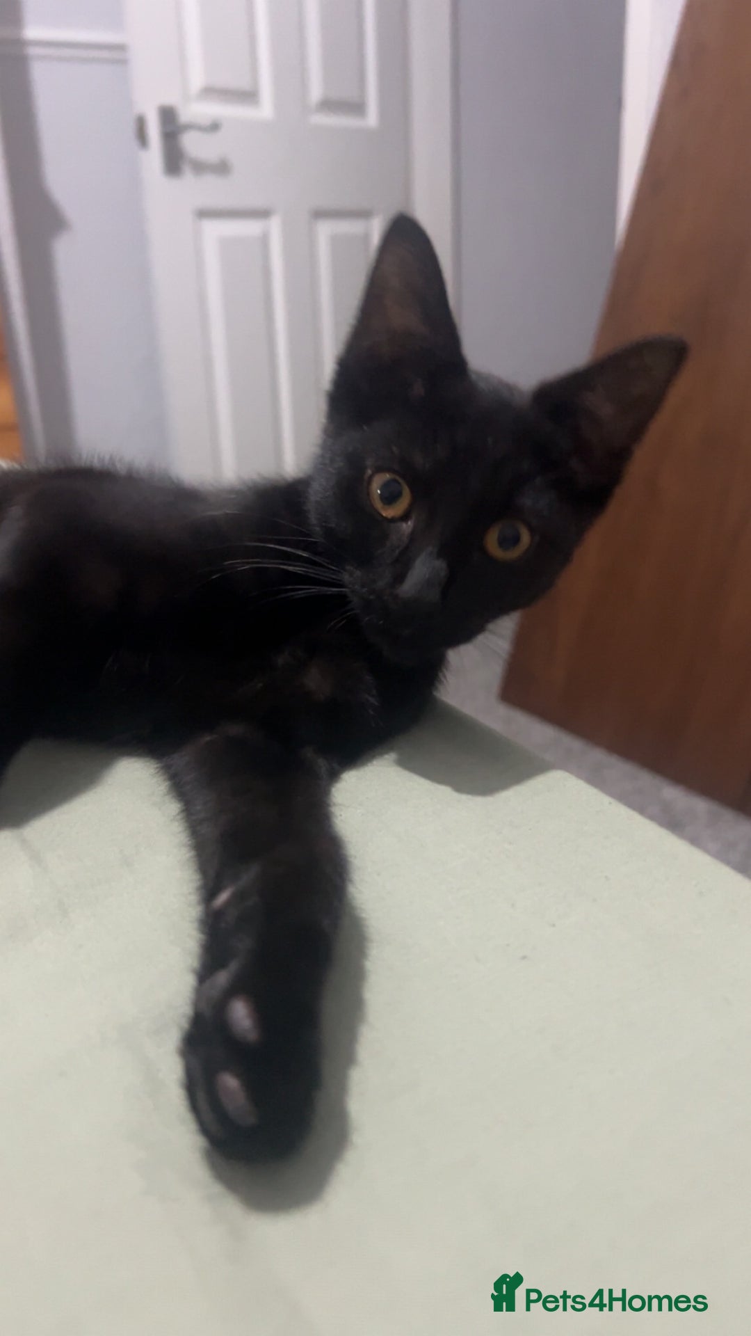 Domestic Shorthair cats for sale: Selene and Hades - £60 Indoor Bonded Pair - Image 7
