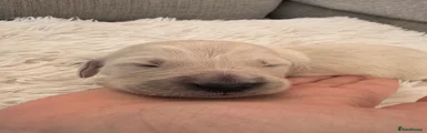 Golden Retriever 2
