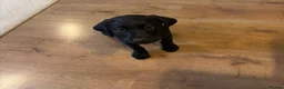Labrador Retriever dogs for sale: KC REG black Labrador puppy  - Advert 2