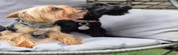 Yorkshire Terrier dogs for sale: Gorgeous Lilliputian Yorkies available  - Advert 16