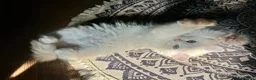 Persian cats for sale: READY 7-Persian kittens for sale males & Females - Advert 1