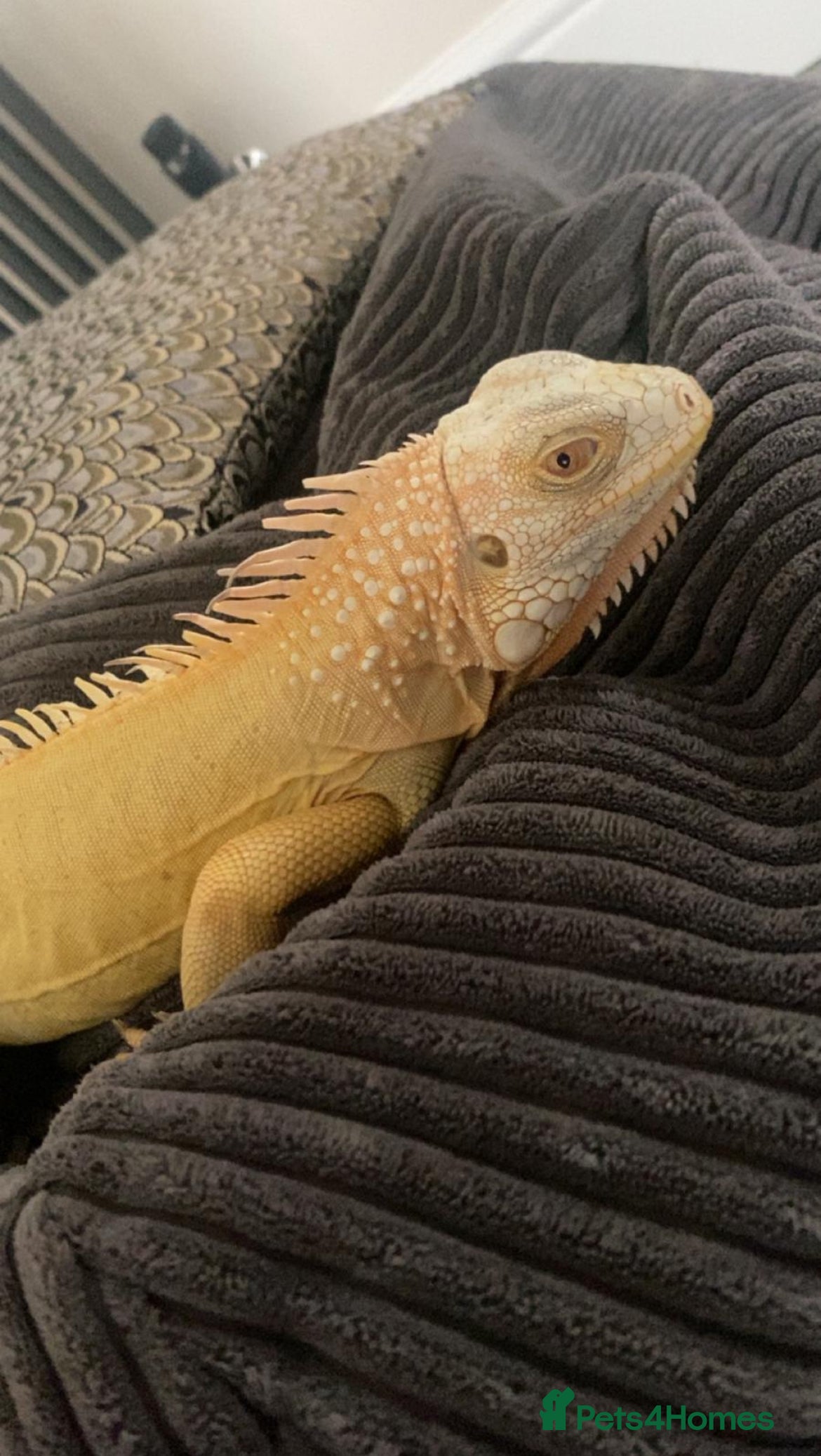 Iguana reptiles Albert Albino Iguana - Advert 1