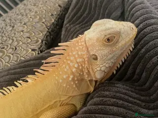 Iguana reptiles Albert Albino Iguana - Advert 1
