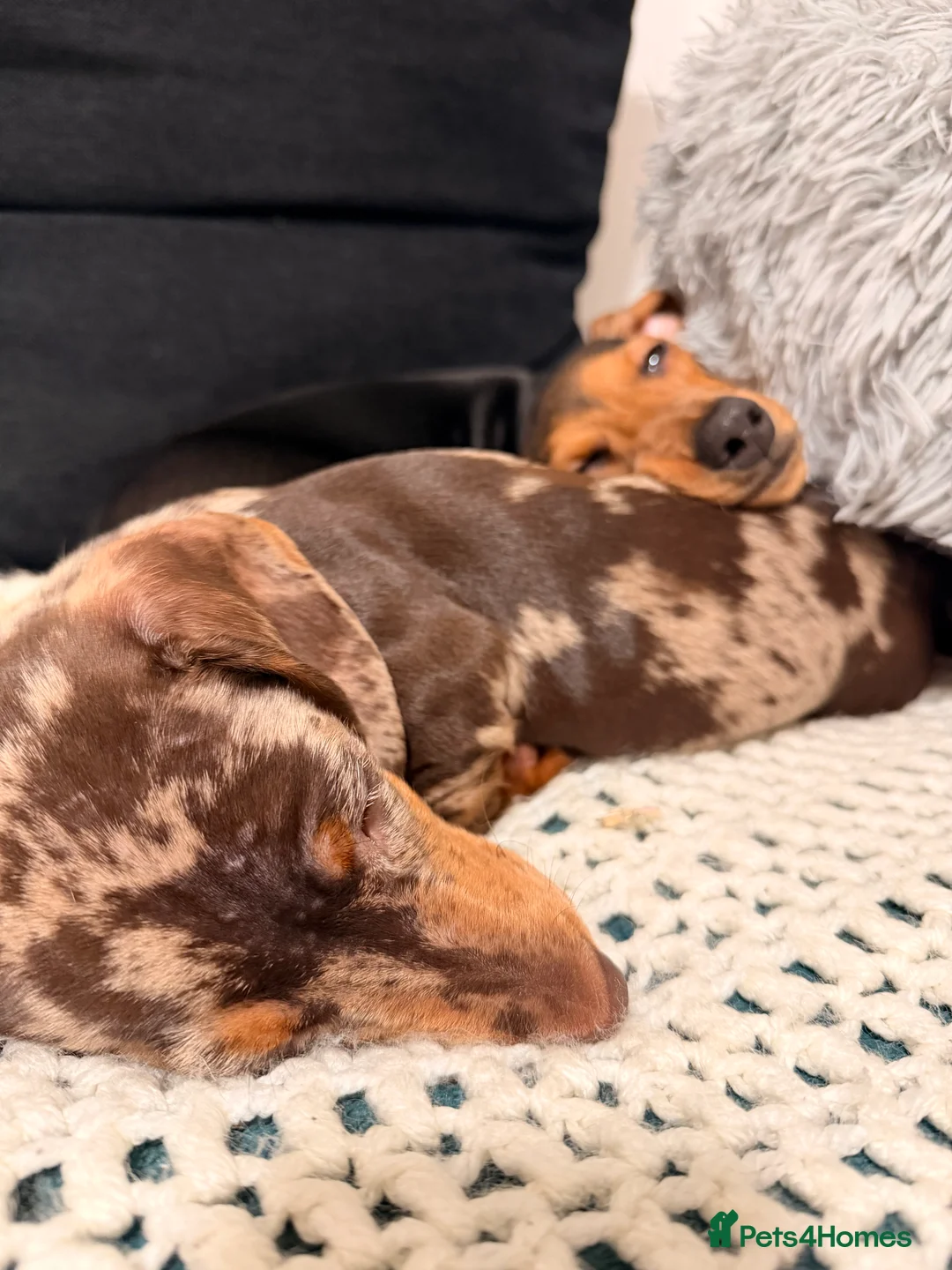 Miniature Dachshund dogs for sale: Chocolate dappled miniature dachshund boy in Burton-on-Trent - Advert 2
