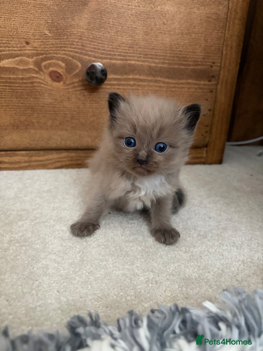 Ragdoll cats for sale: Beautiful Ragdoll Kittens For Sale  - Advert 5