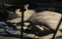 American Shorthair cats for sale: 5 kittens for sale 1boy 4girls.  - Image 9